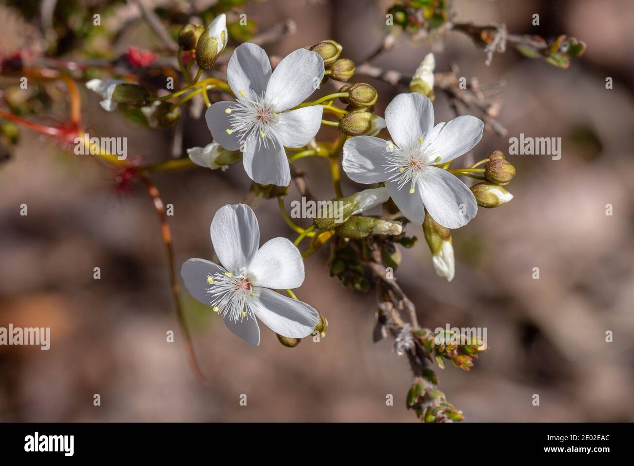Die weiße Blume des Sundaw Drosera pallida im Stirling Range National Park in Western Australia, Frontalansicht Stockfoto