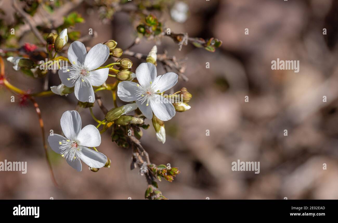 Die weiße Blume des Sundaw Drosera pallida im Stirling Range National Park in Western Australia, Frontalansicht Stockfoto