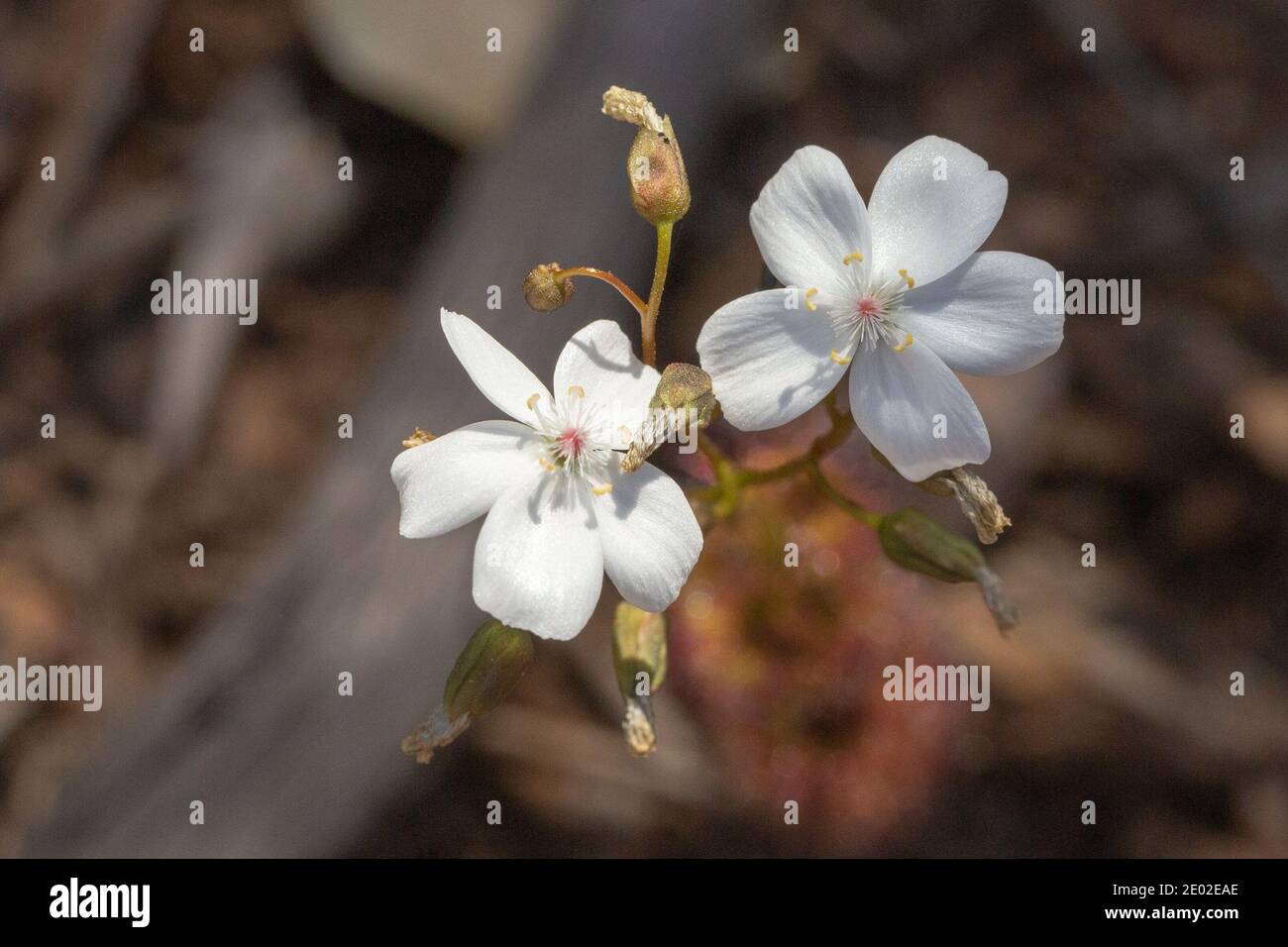Die weiße Blume des Sundaw Drosera platypoda im Stirling Range National Park in Western Australia, Frontalansicht Stockfoto