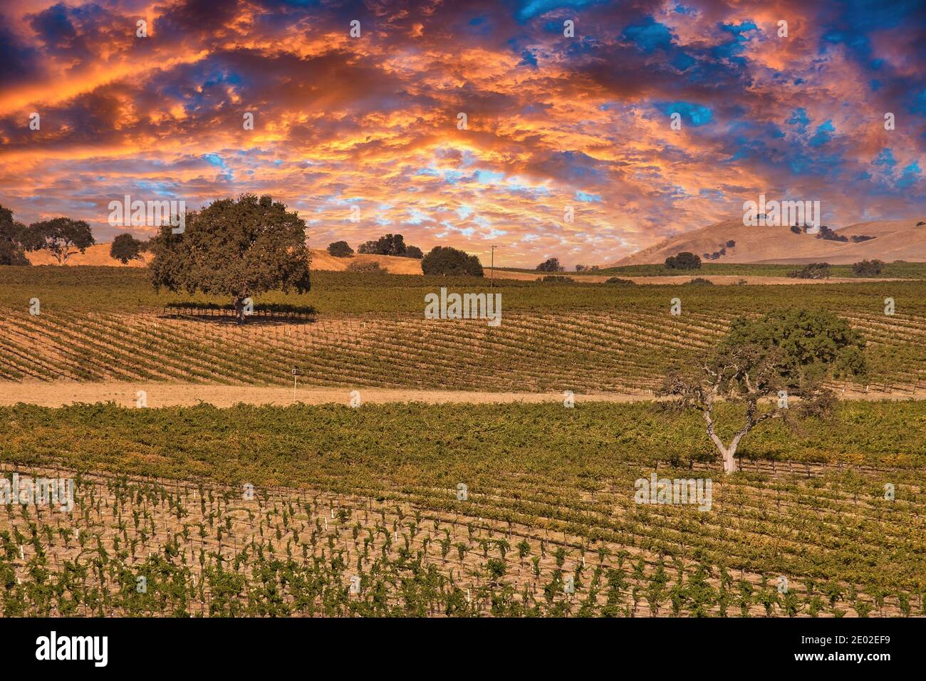 Weinberge in Paso Robles Kalifornien Stockfoto