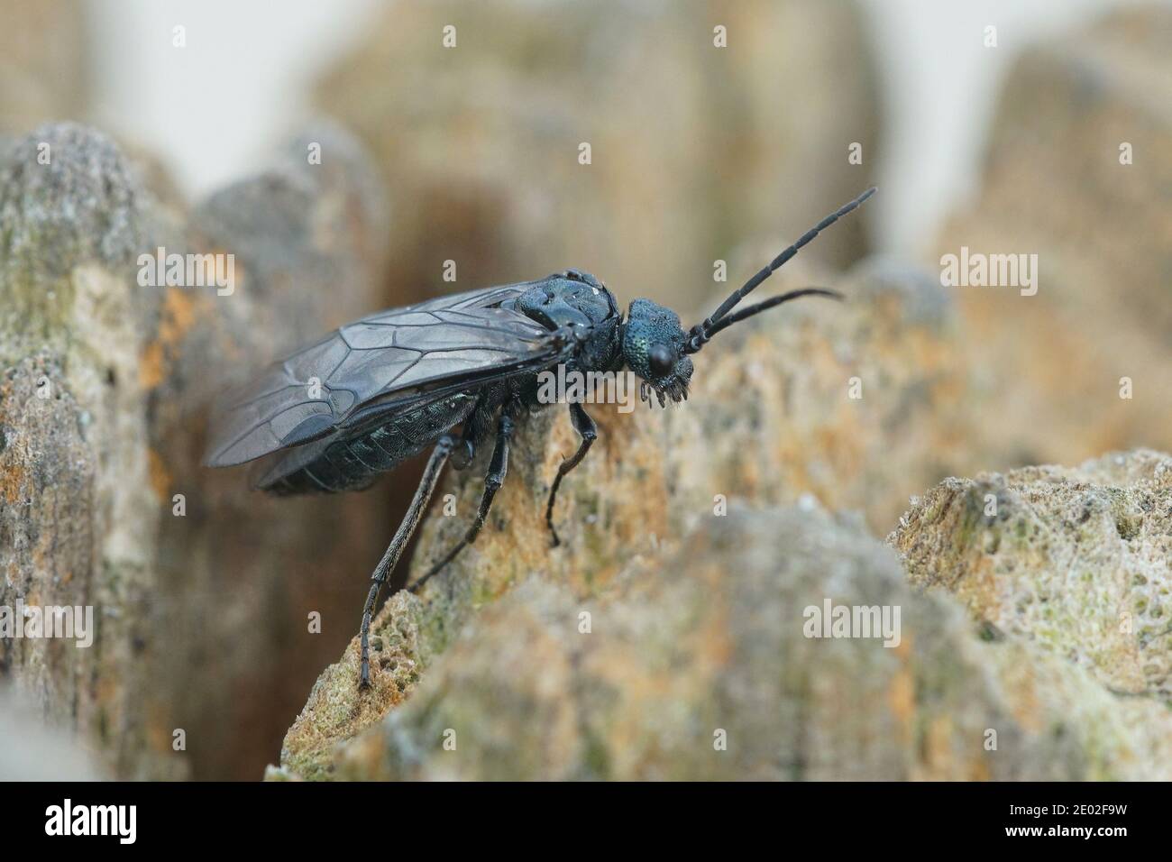 Eine der vielen schwarzen gemeinen Sägeblattfliegen der Gattung Dolerus Stockfoto