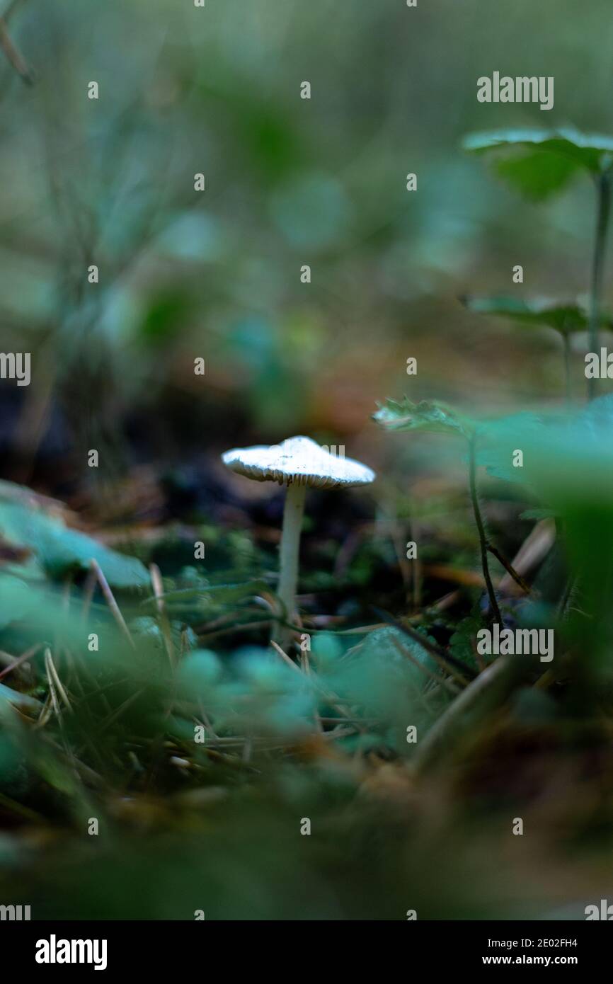 Weiße nicht essbare Pilz im Wald Makro-Schießen Stockfoto