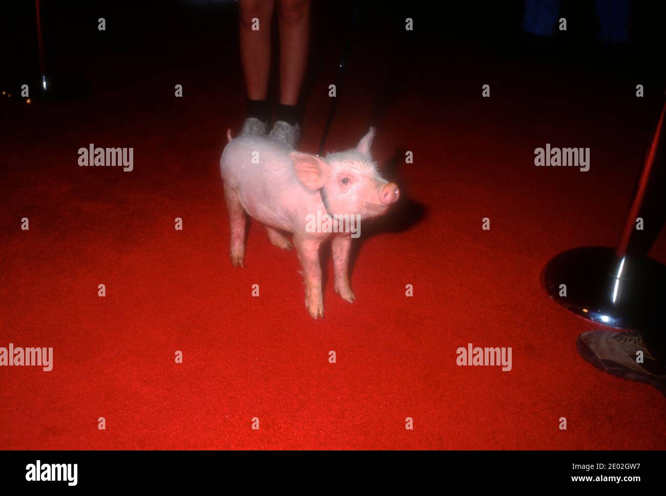 Los Angeles, Kalifornien, USA 29. April 1996 Babe the pig besucht MTV's TV Land Launch Party am 29. April 2020 in den Paramount Studios in Los Angeles, Kalifornien, USA. Foto von Barry King/Alamy Stockfoto Stockfoto