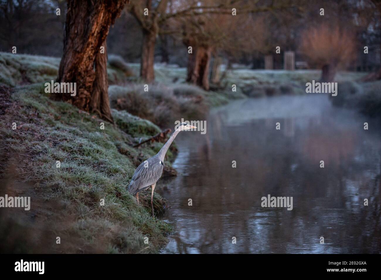 Ein Reiher sitzt am Ufer eines Baches in Richmond Park in der Hoffnung, eine Mahlzeit an einem frühen frostigen Winter Dezember Morgen zu sehen, Richmond upon Thames, Großbritannien. Stockfoto