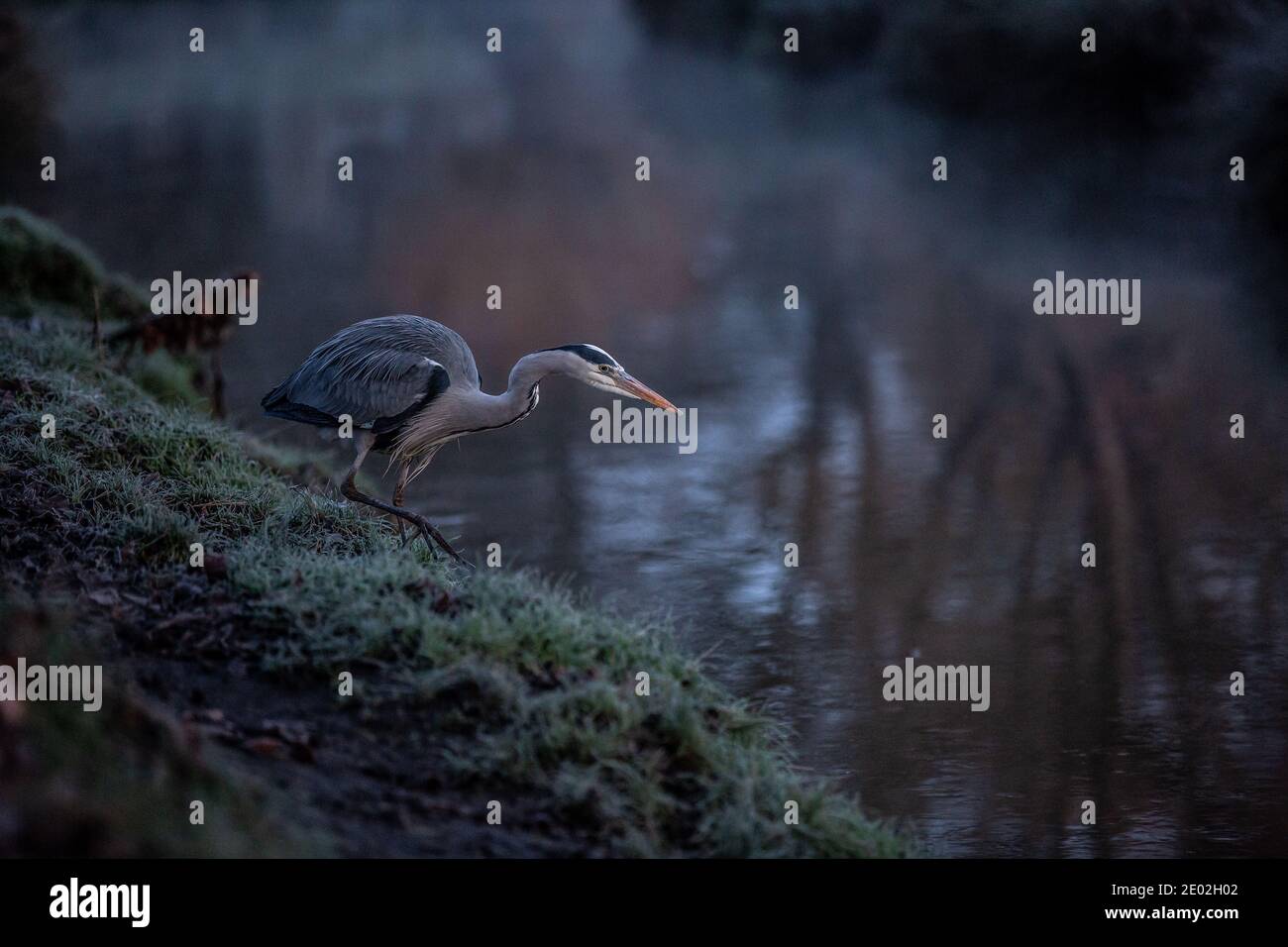 Ein Reiher sitzt am Ufer eines Baches in Richmond Park in der Hoffnung, eine Mahlzeit an einem frühen frostigen Winter Dezember Morgen zu sehen, Richmond upon Thames, Großbritannien. Stockfoto