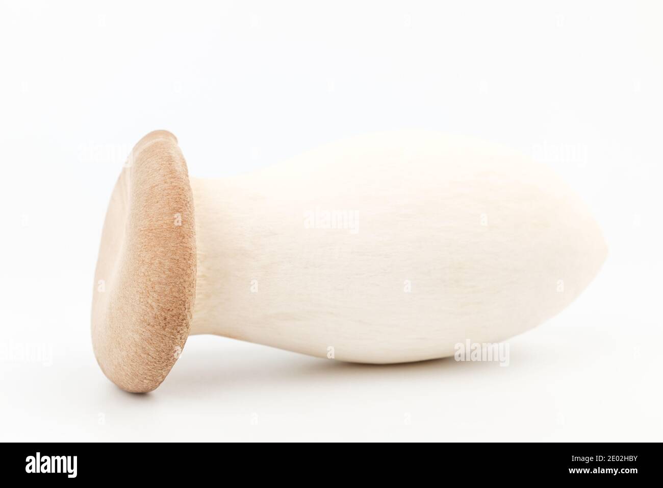 Austernpilze auf weißem Hintergrund Stockfoto