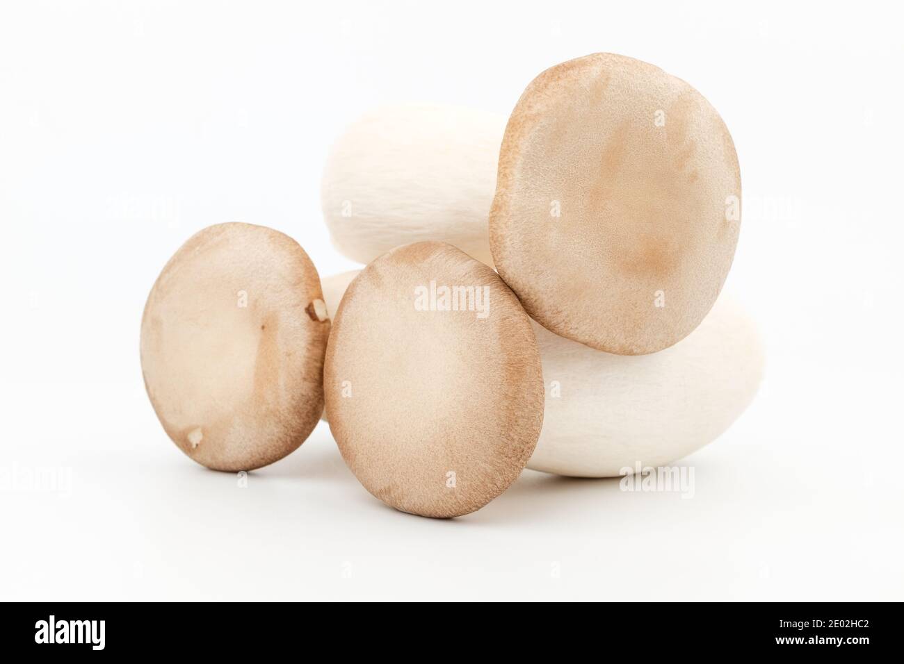 Austernpilze auf weißem Hintergrund Stockfoto