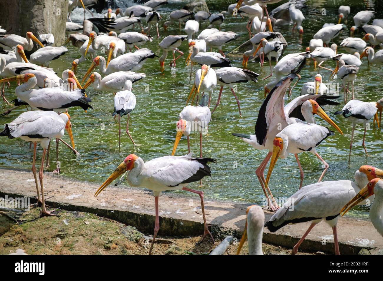 Eine Schar von Gelbschnabelstörchen geht an einem Teich vorbei Ein Vogelpark in Kuala Lumpur Stockfoto