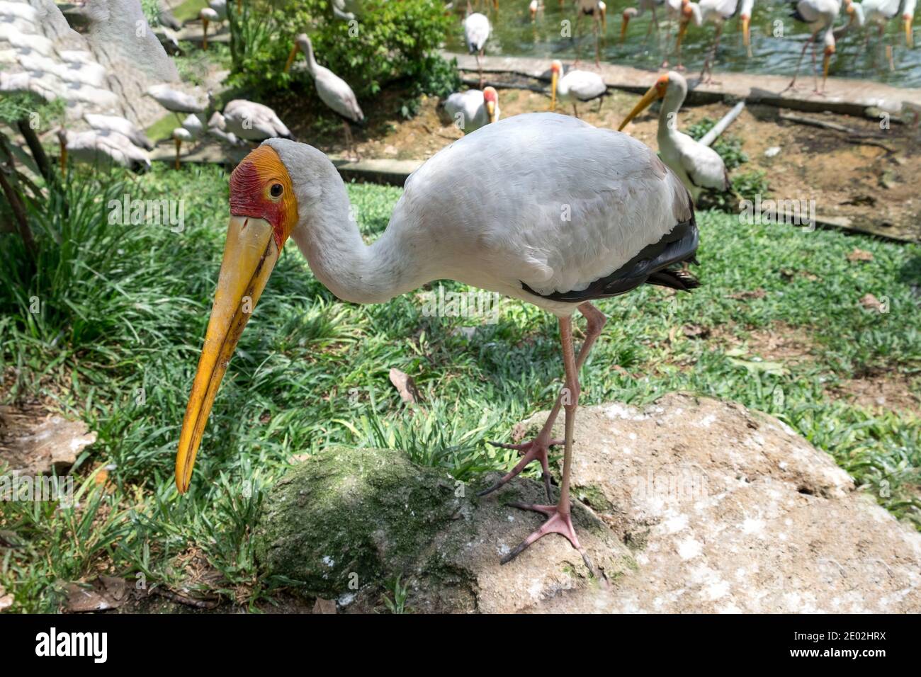 MALAYSIA, KUALA LUMPUR, 07. JANUAR 2018: Gelbschnabelstorch aus der Nähe im seichten Wasser in einem Vogelpark in Kuala Lumpur Stockfoto
