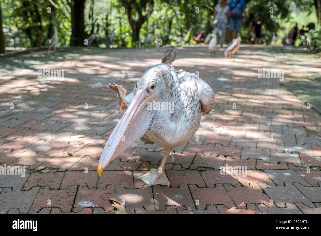 MALAYSIA, KUALA LUMPUR, 07. JANUAR 2018: Nahaufnahme eines braunen Pelikans, der auf einer Straße im Kuala Lumpur Bird Park unterwegs ist Stockfoto