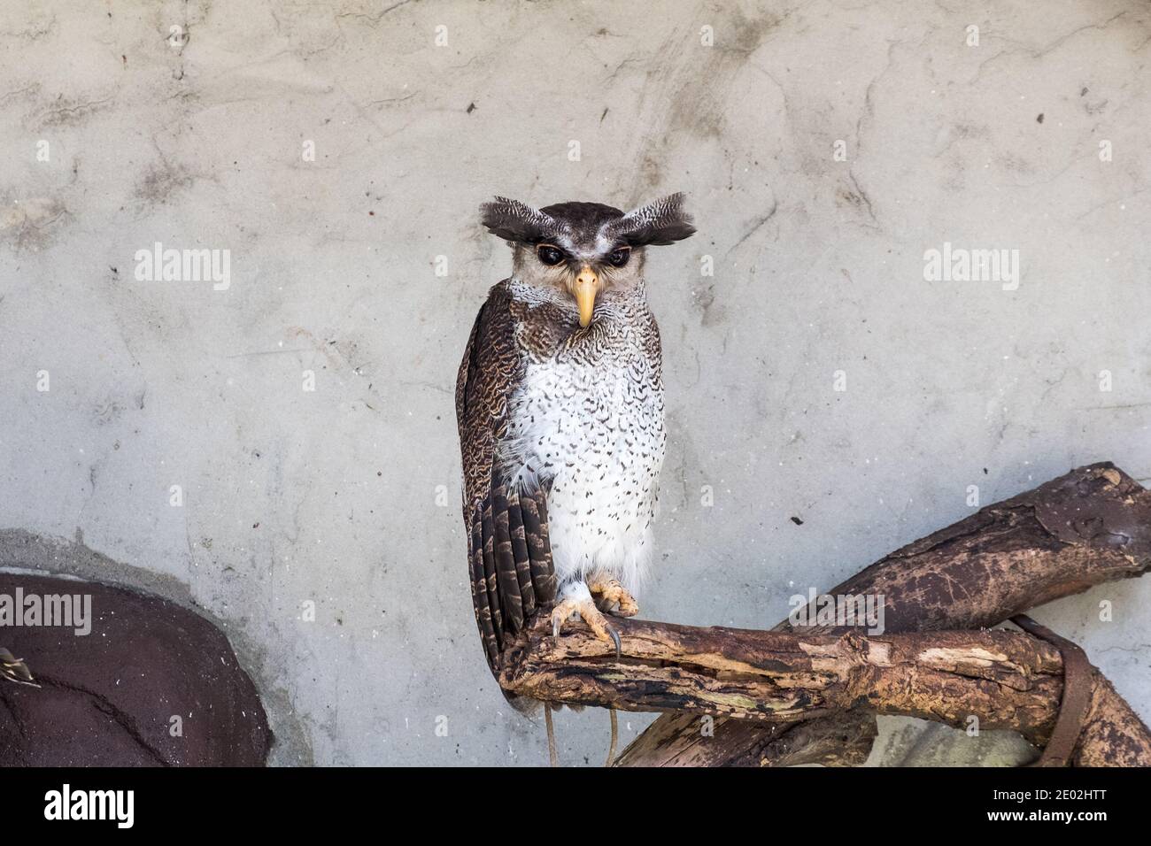 MALAYSIA, KUALA LUMPUR, 07. JANUAR 2018: Eine große Adlereule mit schwarzen Augen und dicken Augenbrauen sitzt in der Voliere Stockfoto