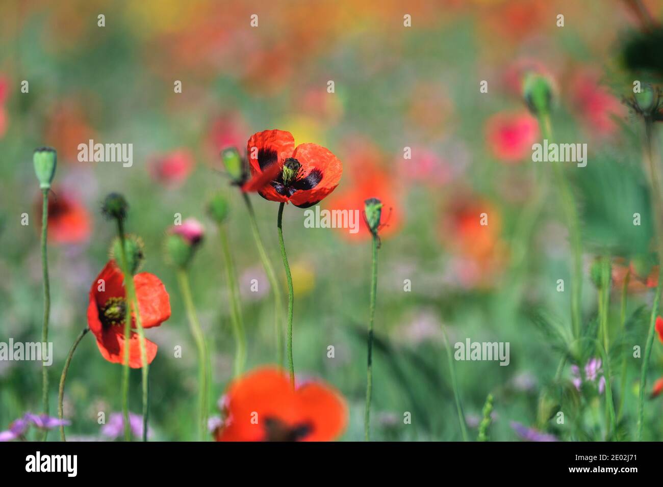Wilde rote Mohnblumen aus der Nähe auf einem Hintergrund blühender grüner Wiese. Stockfoto