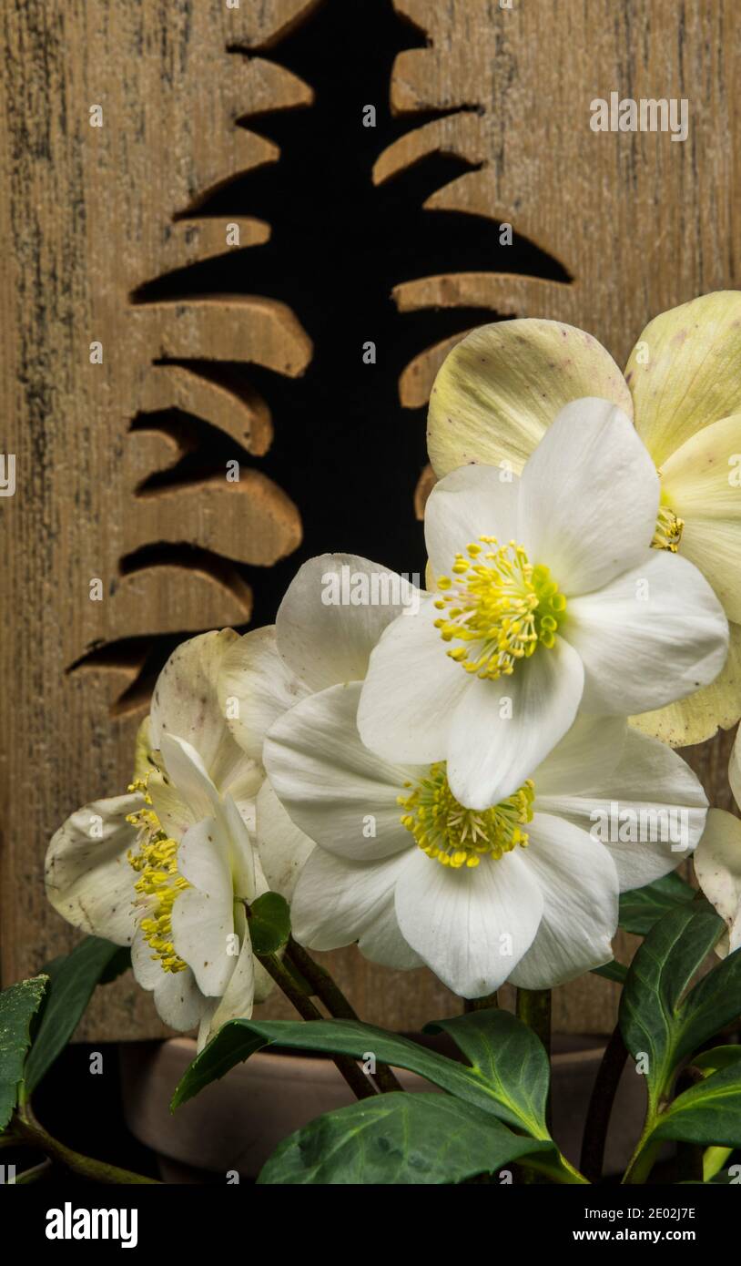 Helleborus niger mit einem Holzobjekt Stockfoto