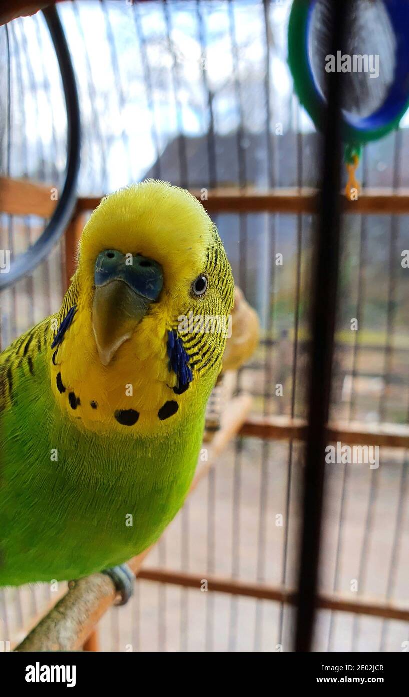 Melopsittacus undulatus. Gelber und grüner Papagei sitzt im Käfig und schaut uns an. Vorderansicht, vertikales Foto Stockfoto