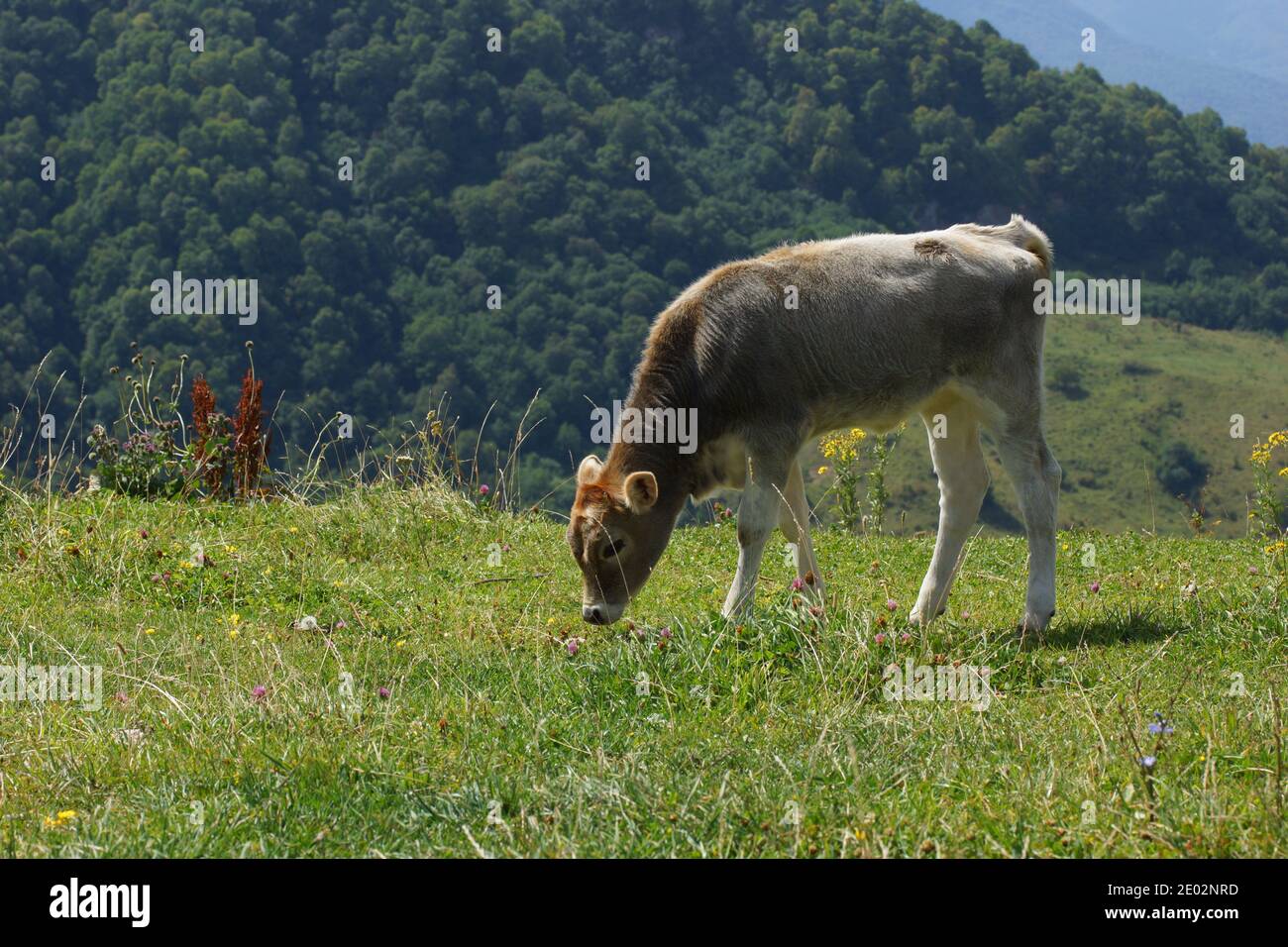 Rinder, Kalb, Berge im Hintergrund. Stockfoto