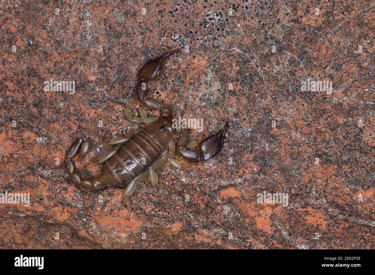 Skorpion, Euscorpius spec., Euscorpius, Skorpion, Kroatien, Kroatien Stockfoto