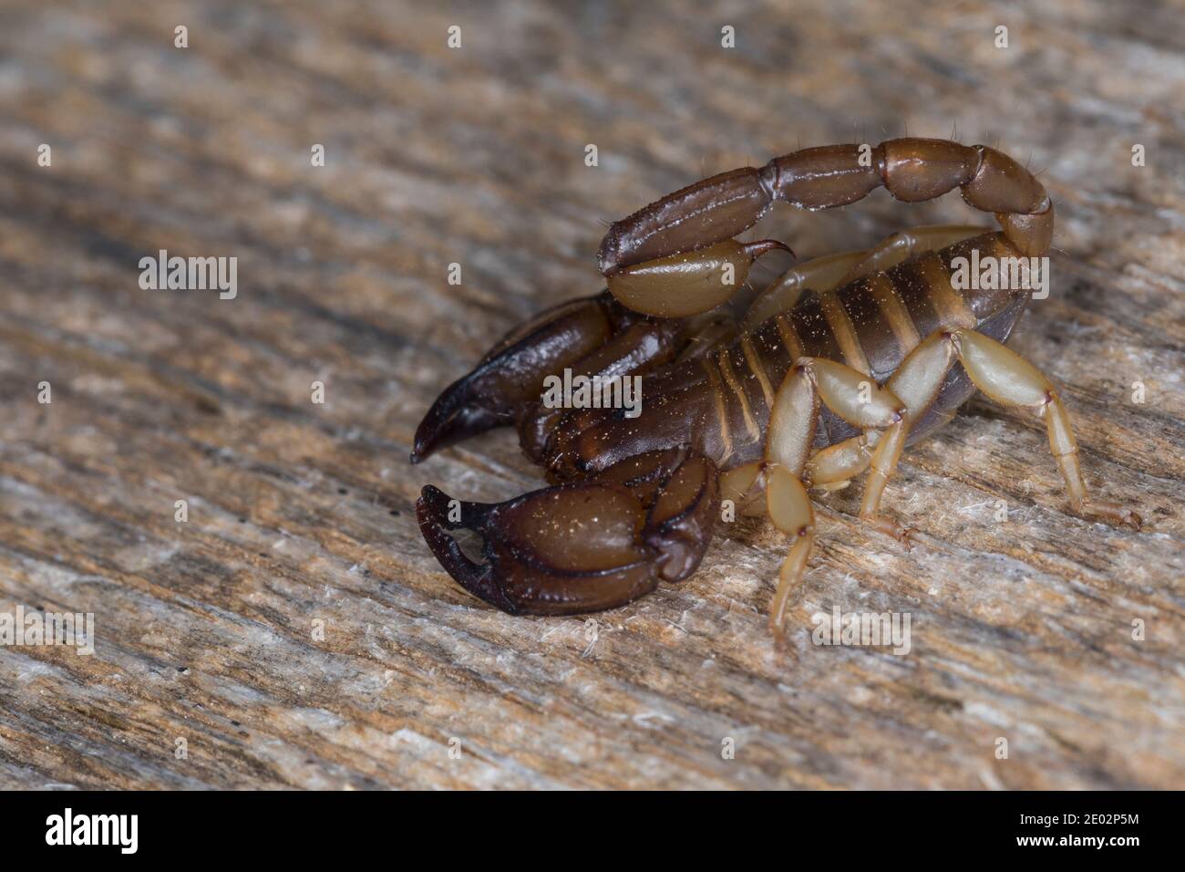 Skorpion, Euscorpius spec., Euscorpius, Skorpion, Kroatien, Kroatien Stockfoto