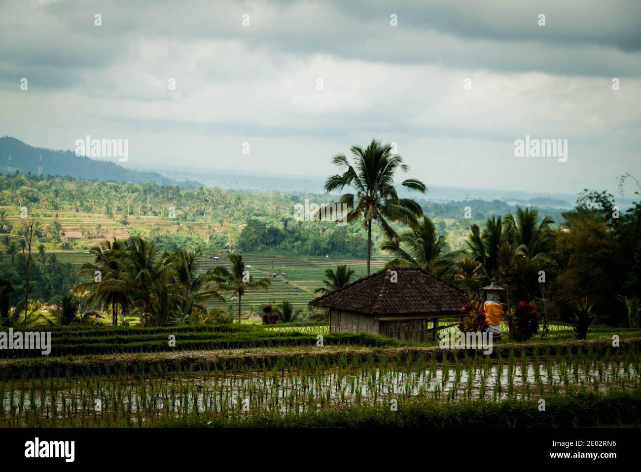 Eine der berühmtesten Touristenattraktionen in Bali, Jatiluwih Rice Terrace Stockfoto