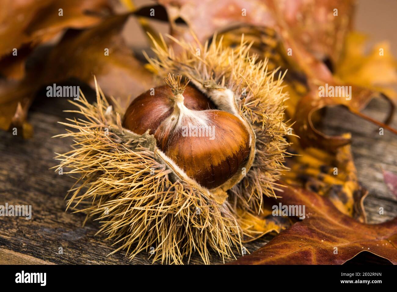 Samen von Castanea sativa Stockfoto