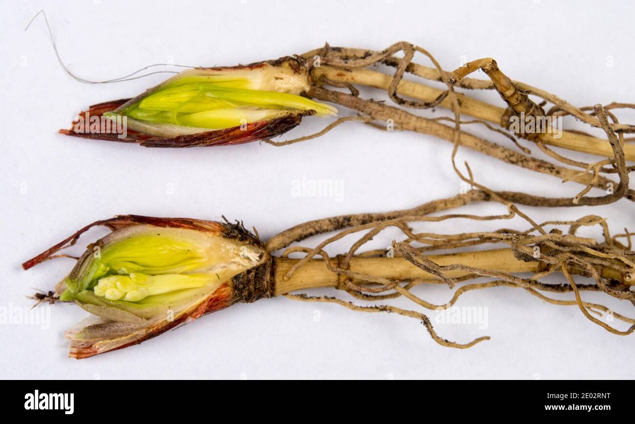 Triebe von Convallaria majalis Stockfoto