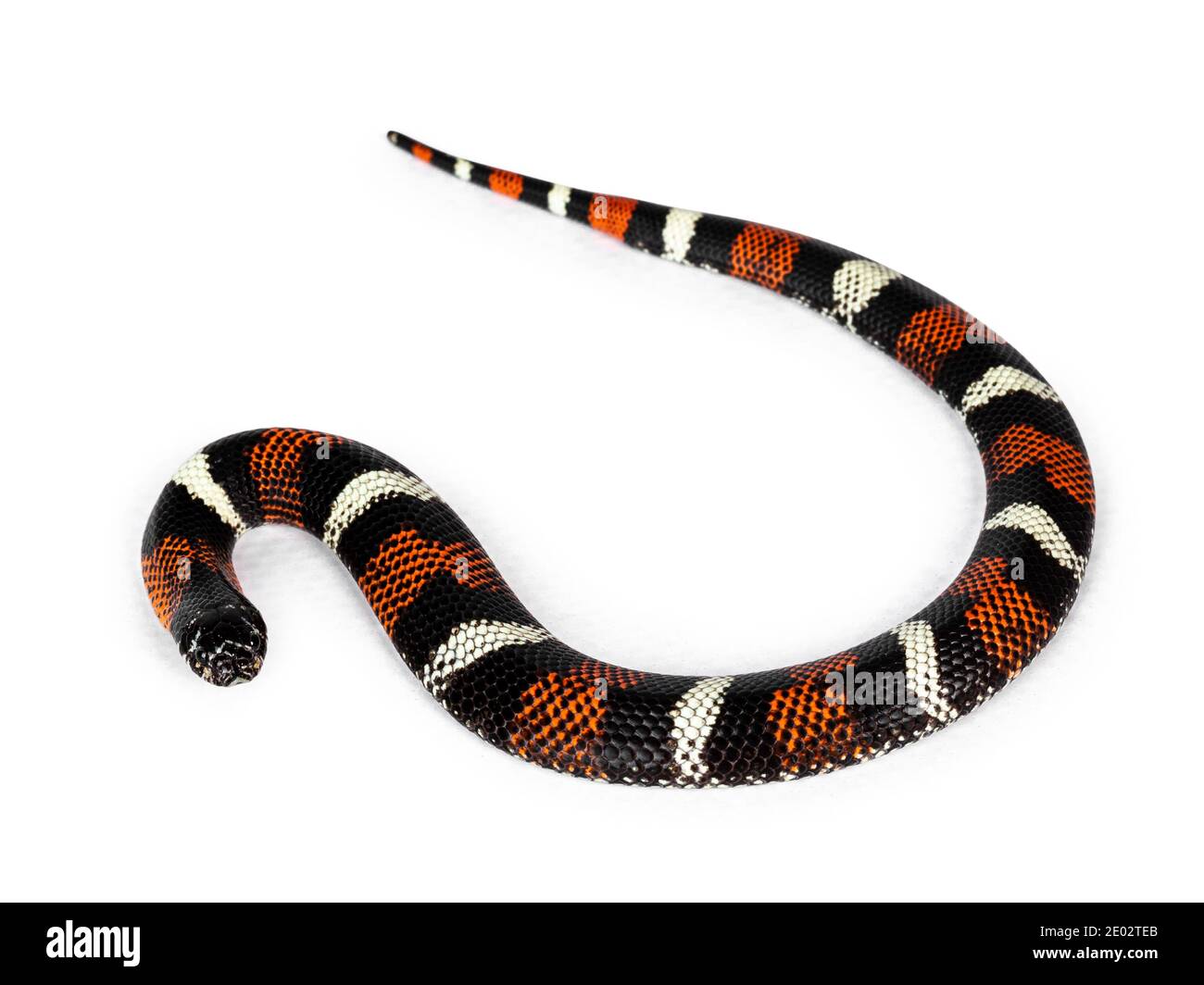 Dreifarbige Hognase, auch bekannt als Xenodon Pulcher Snake. Isoliert