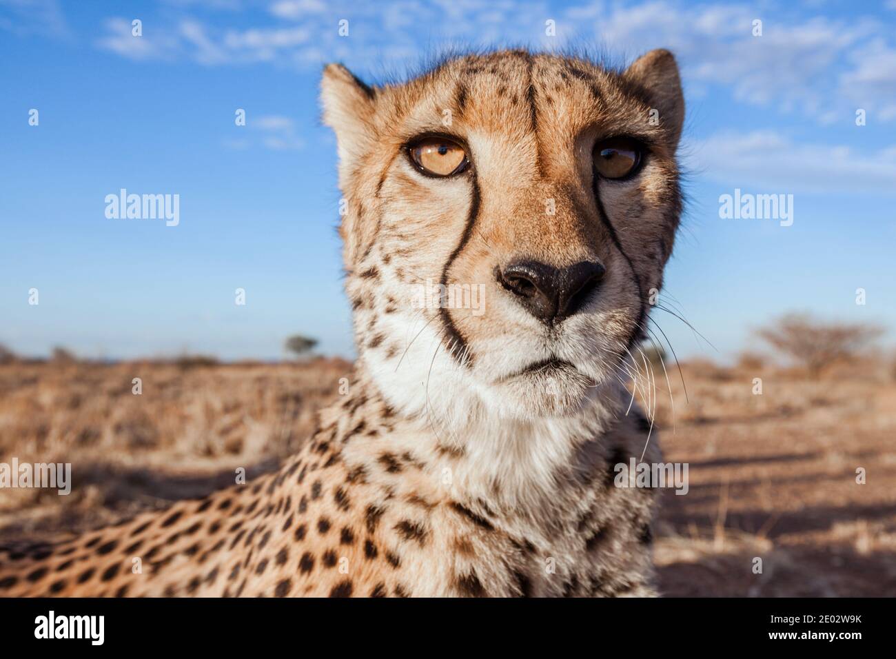 Männliche Erwachsene Cheetah, Acinonyx jubatus, Kalahari-Becken, Namibia Stockfoto
