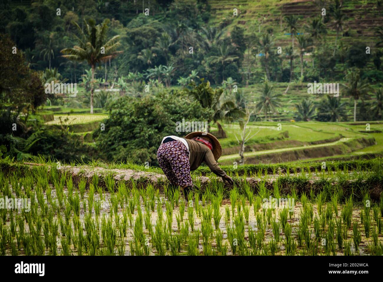 Reisbauer, der im Reisfeld von Jatiluwih Rice arbeitet Terrasse Stockfoto
