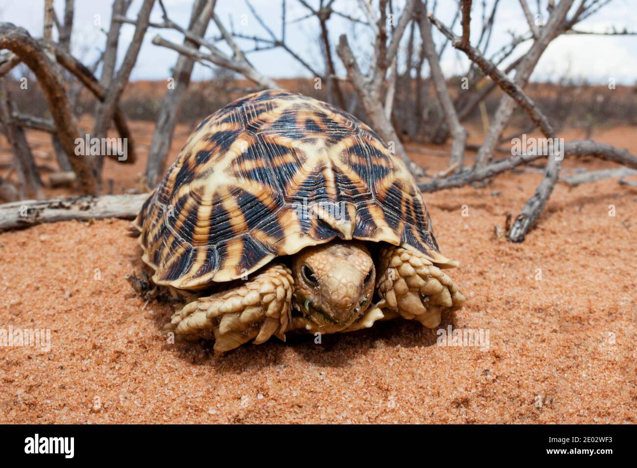 Kalahari-Zelt-Schildkröte, Psammobates Okulifer, Kalahari-Becken, Namibia Stockfoto
