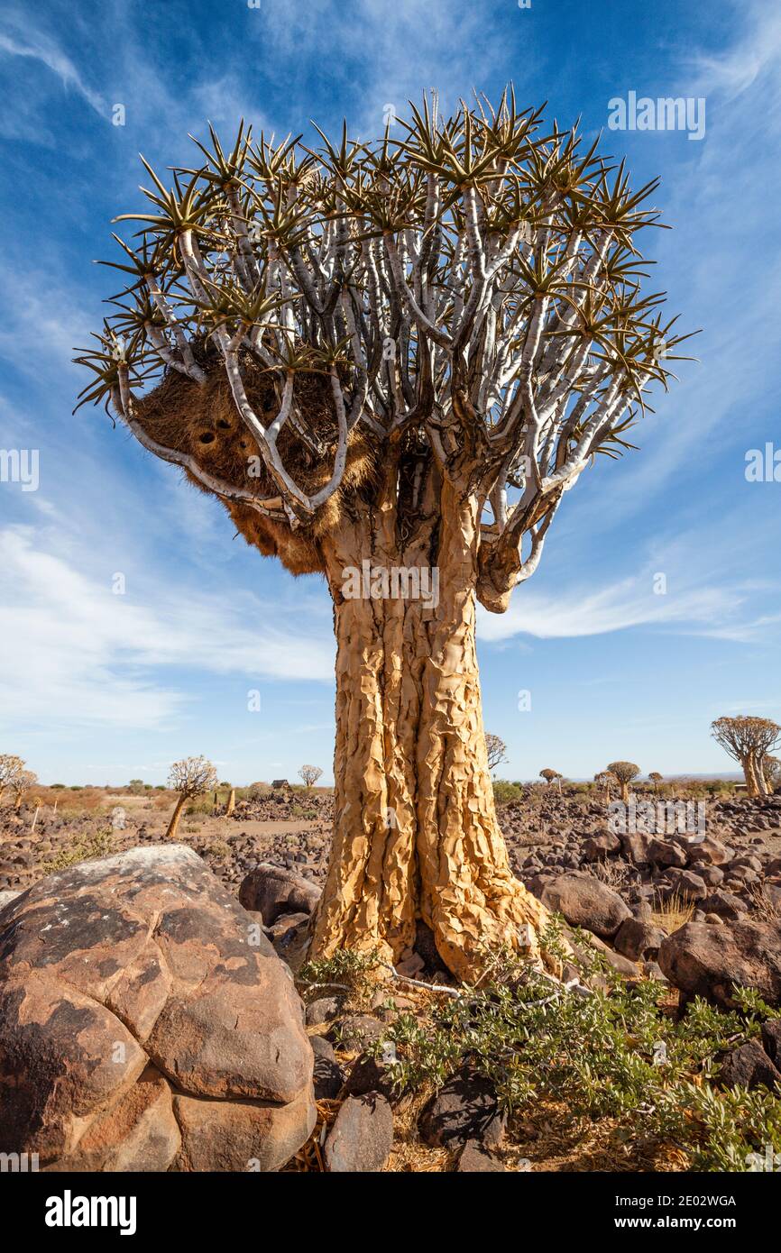 Impressionen von Quivertree Forest, Aloidendron dichotomum, Keetmanshoop, Namibia Stockfoto