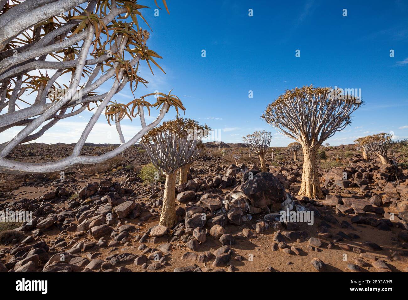 Impressionen von Quivertree Forest, Aloidendron dichotomum, Keetmanshoop, Namibia Stockfoto