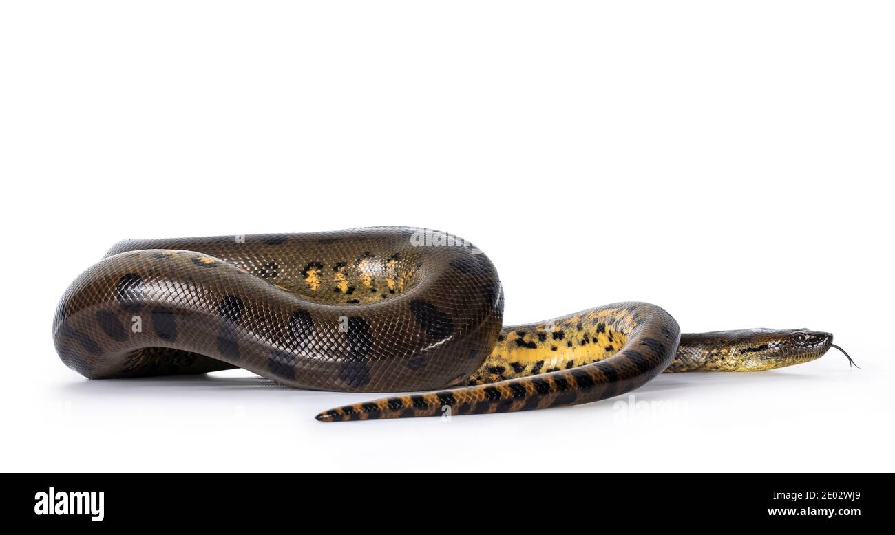 Junge grüne Anakonda alias Euneccus murinus Schlange. Isoliert auf weißem Hintergrund. Stockfoto