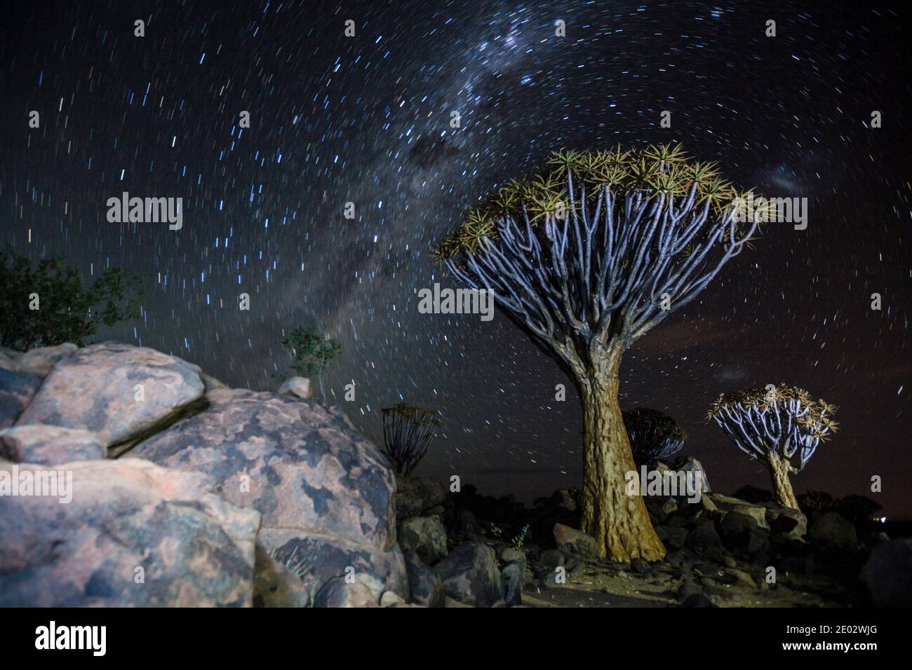 Milchstraße über Quivertree Forest bei Nacht, Aloidendron dichotomum, Keetmanshoop, Namibia Stockfoto
