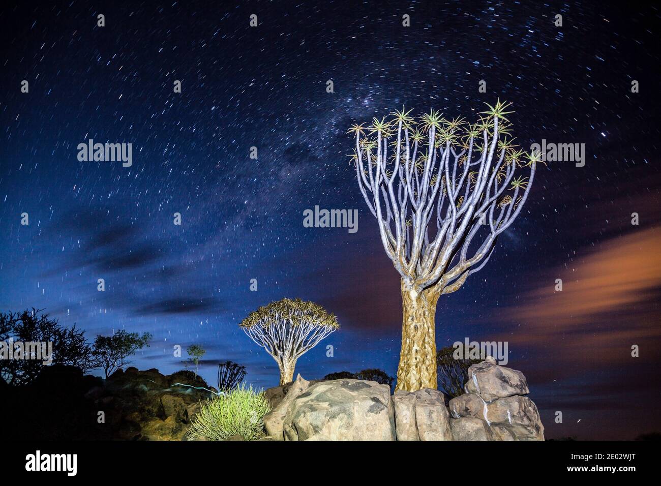 Milchstraße über Quivertree Forest bei Nacht, Aloidendron dichotomum, Keetmanshoop, Namibia Stockfoto