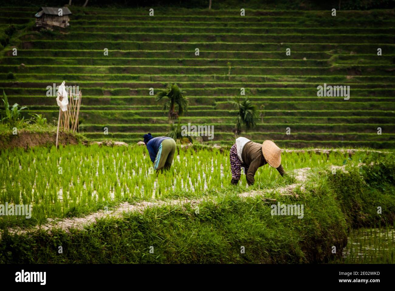 Reisbauern Frauen mit traditioneller Kleidung arbeiten unter der Sonne Auf der Jatiluwih Rice Terrace in Bali Stockfoto