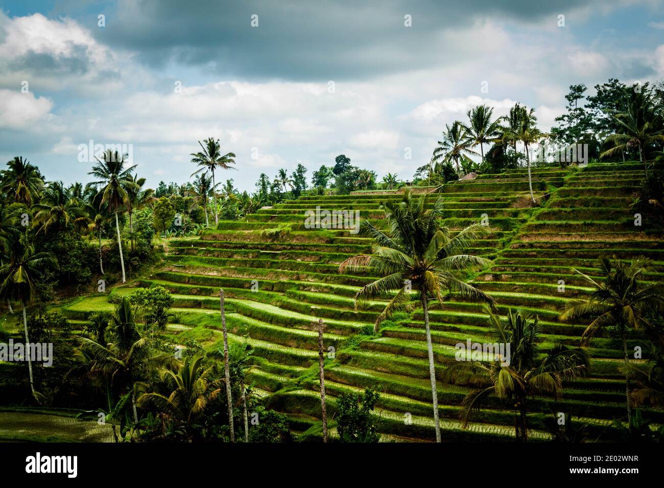 Der Blick auf die Jatiluwih Rice Terrace, ein Beispiel für das traditionelle subak Bewässerungssystem Stockfoto