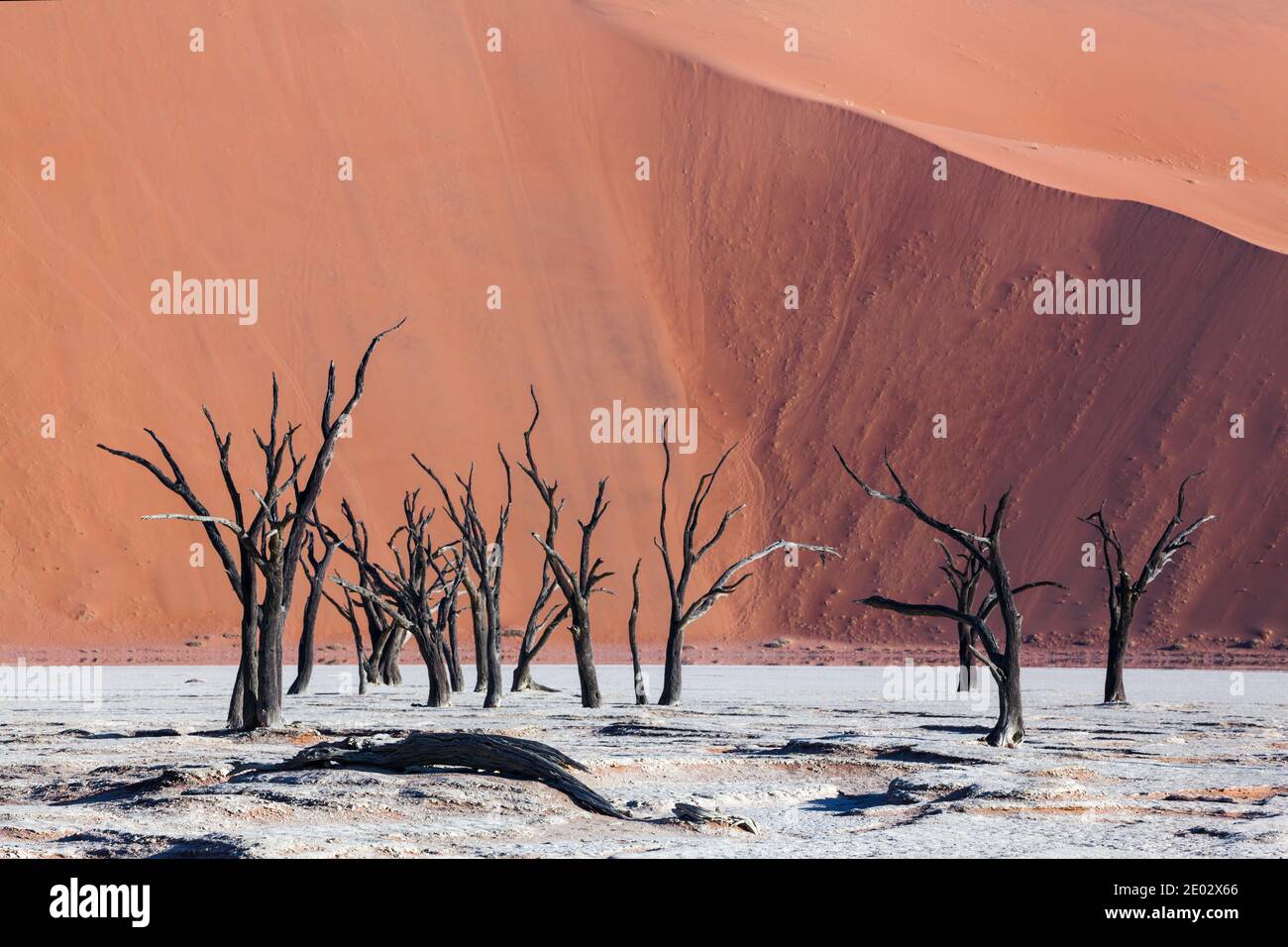 Tote Akazienbäume in Deadvlei Pan, Namib Naukluft Park, Namibia Stockfoto