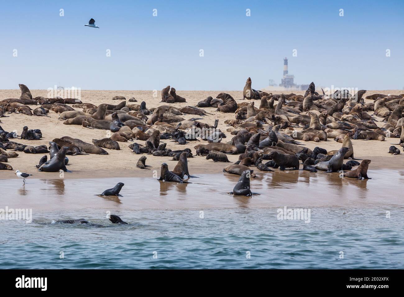 Robben, Arctocephalus percivali, Walvis Bay, Namibia Stockfoto