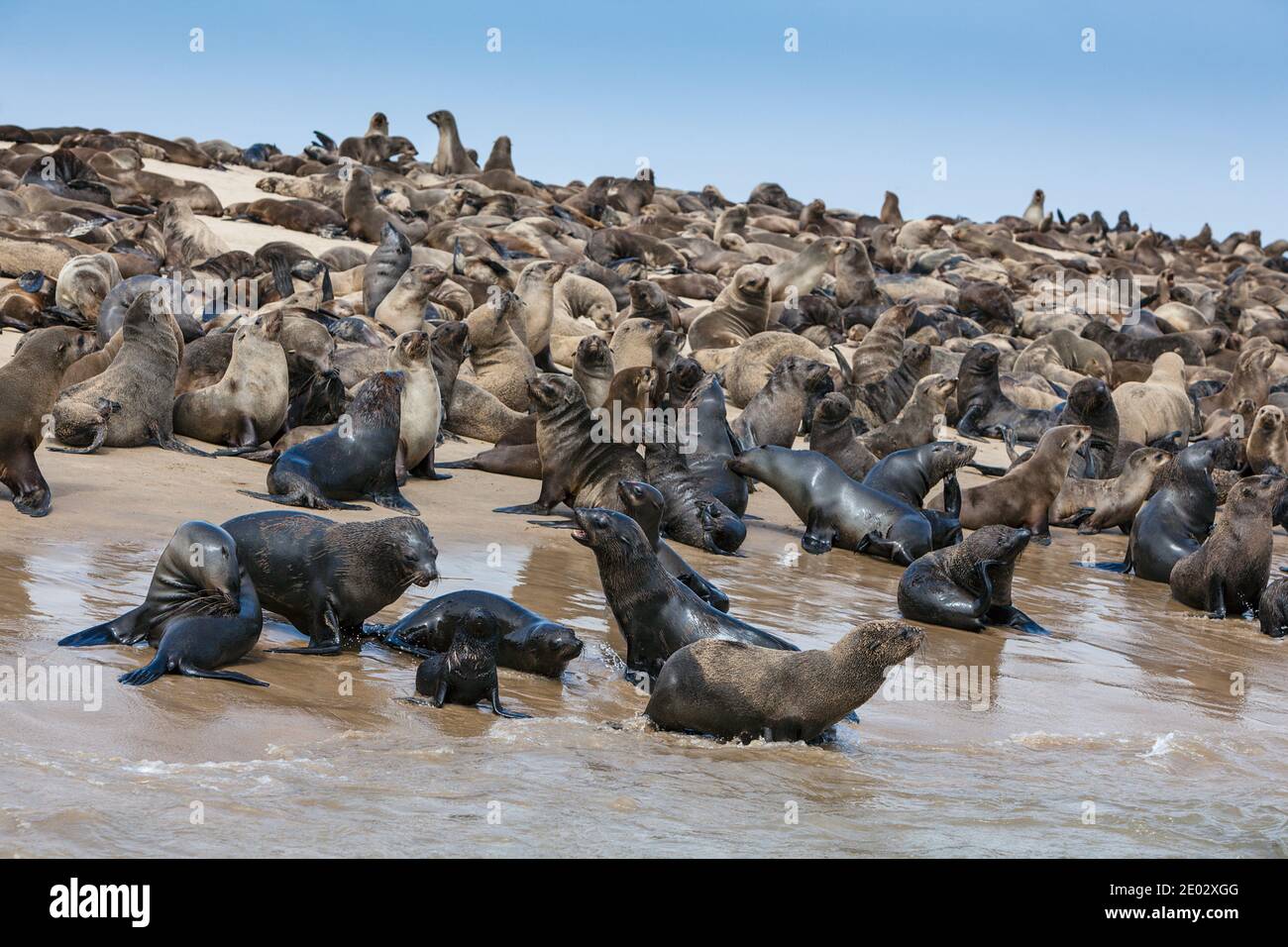 Robben, Arctocephalus percivali, Walvis Bay, Namibia Stockfoto
