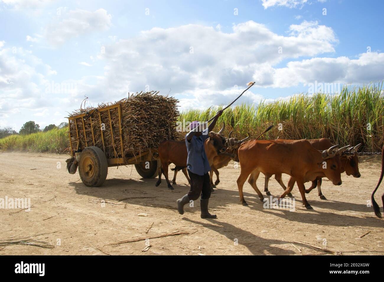 Ein Bauer transportiert Zuckerrohr in einem von Ochsen gezogenen Wagen für Arbeiter. Bayahiba, La Romana, Dominikanische Republik Stockfoto