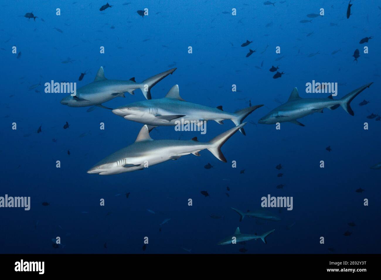 Grauer Riffhai, Carcharhinus amblyrhynchos, Süd-Male-Atoll, Indischer Ozean, Malediven Stockfoto