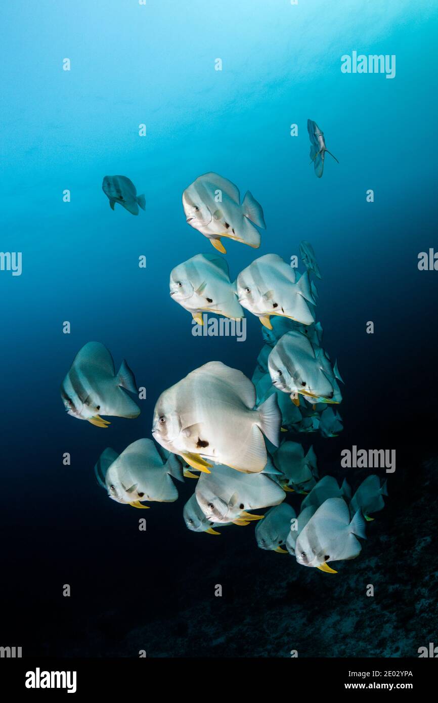 Fischschwarm von Longfin Fledermausfischen, Platax Teira, Ari Atoll, Indischer Ozean, Malediven Stockfoto