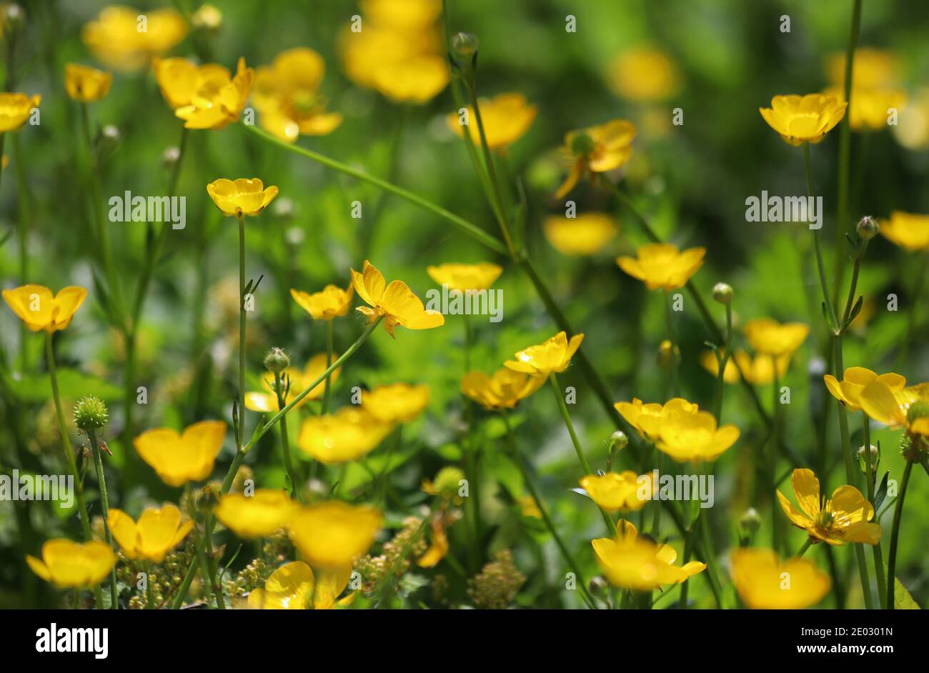 Hunderte von kleinen, leuchtend gelben Buttercups blühen zwischen üppig grünem Gras. Stockfoto