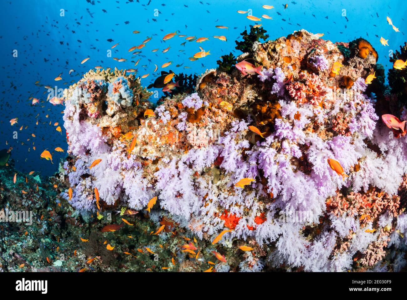 Farbige Coral Reef, Ari Atoll, Malediven, Indischer Ozean Stockfoto
