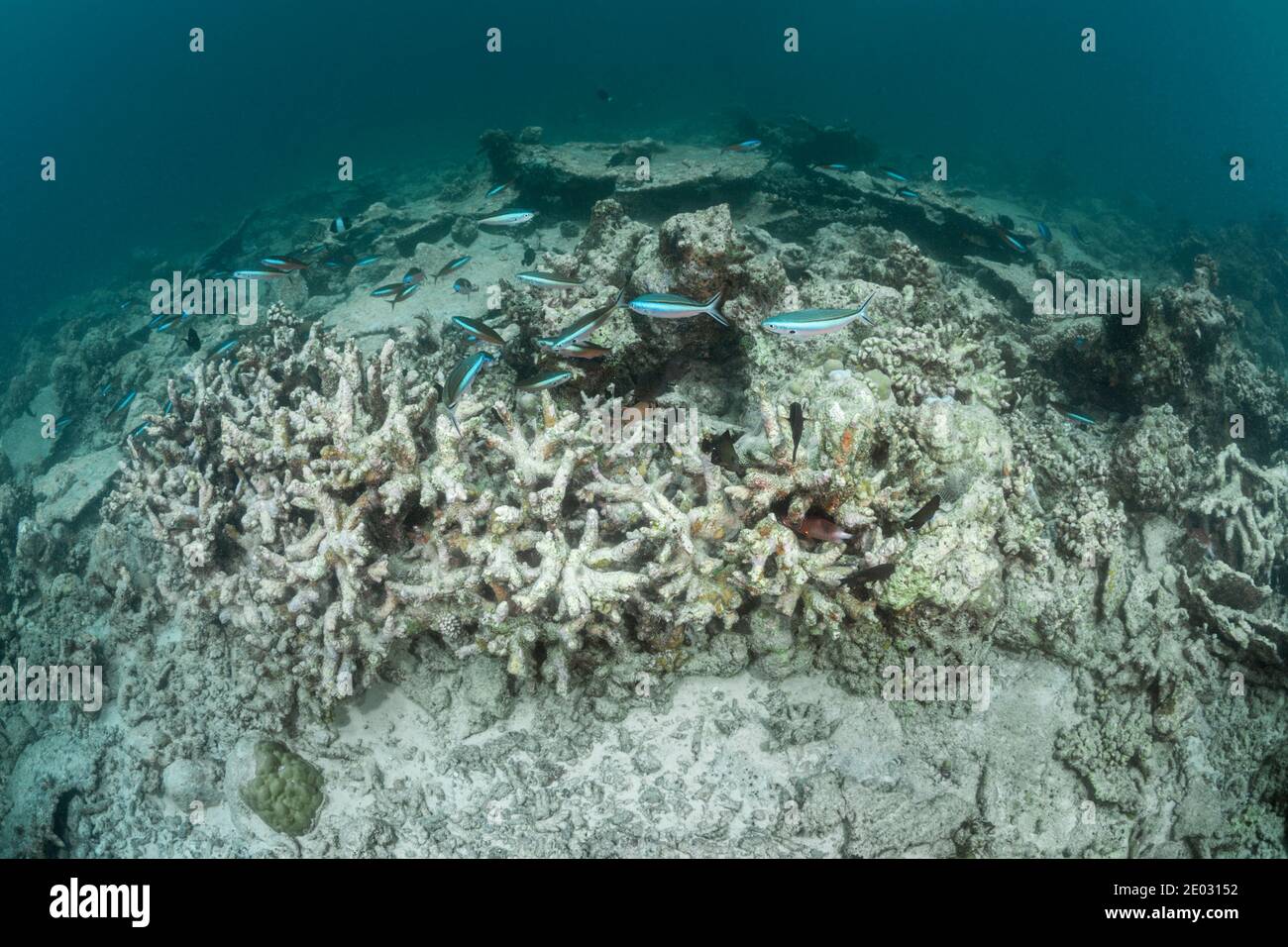 Korallenbleiche, Ari-Atoll, Indischer Ozean, Malediven Stockfoto
