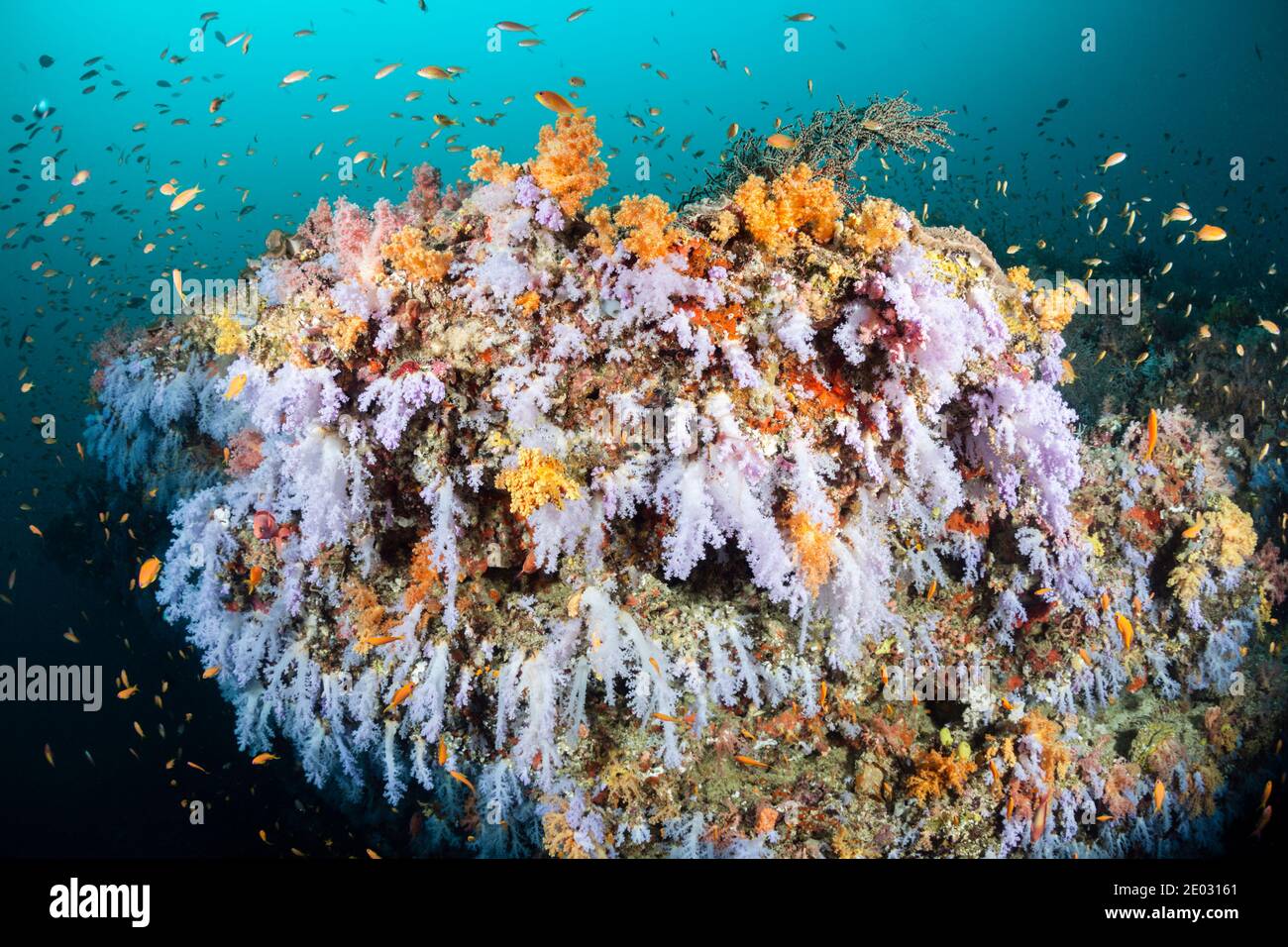 Coloured Coral Reef, Felidhu Atoll, Indischer Ozean, Malediven Stockfoto