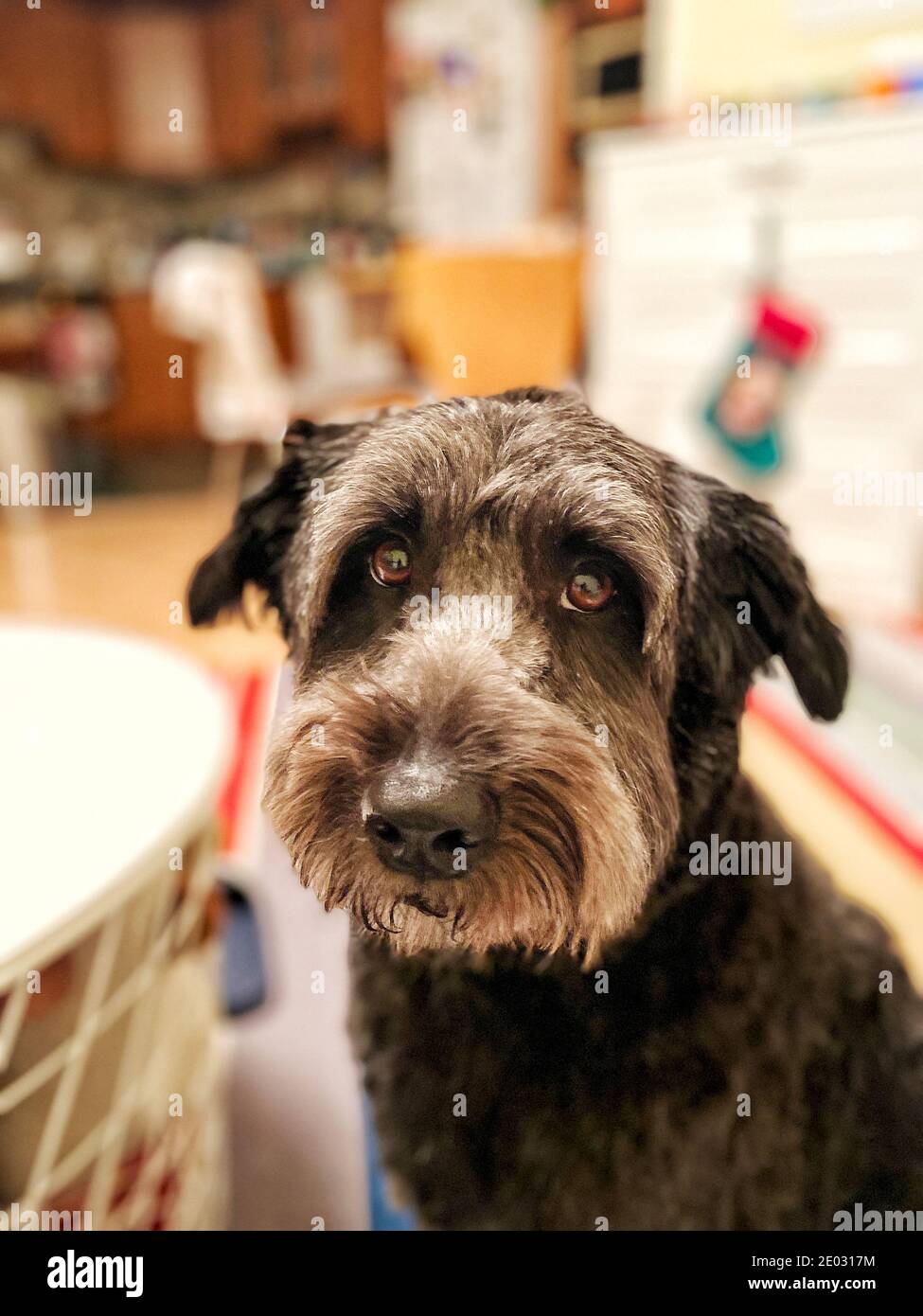 Porträt eines Hundes mit traurigen Augen Stockfoto