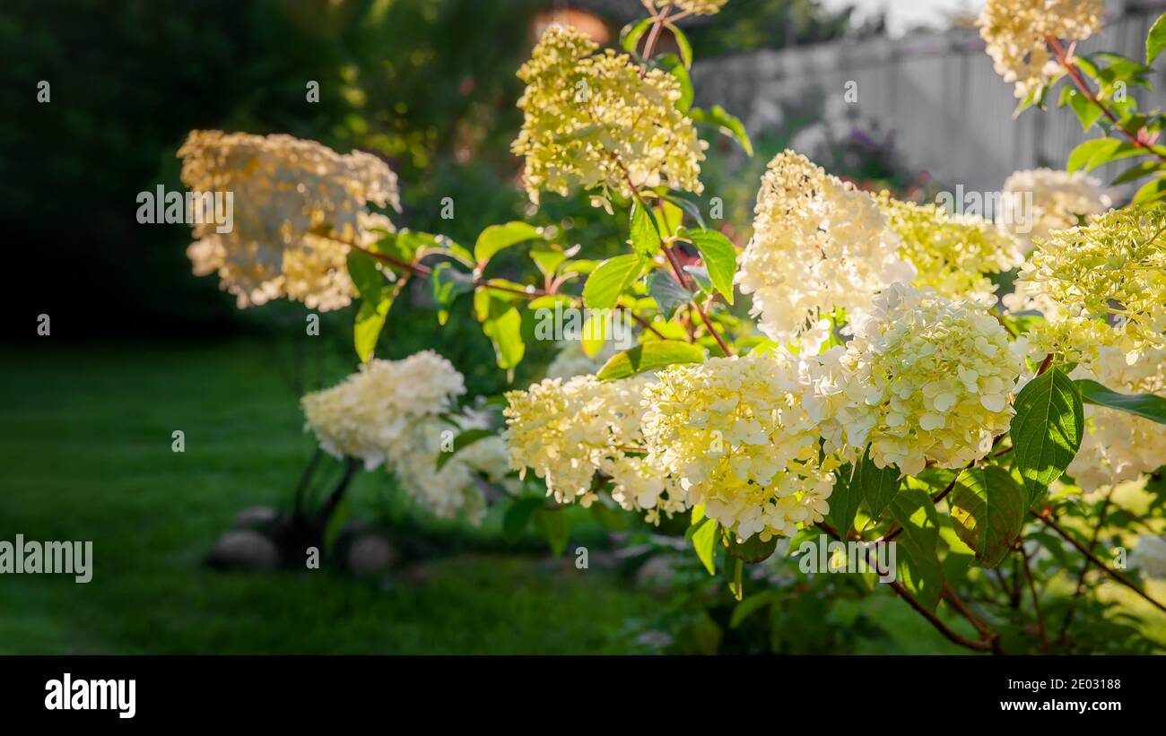 Blühende Sorte der Hortensia paniculata Vanille Fraise im Sommergarten. Schöne paniculate Hortensien Blütenstände schmücken den Garten. Stockfoto