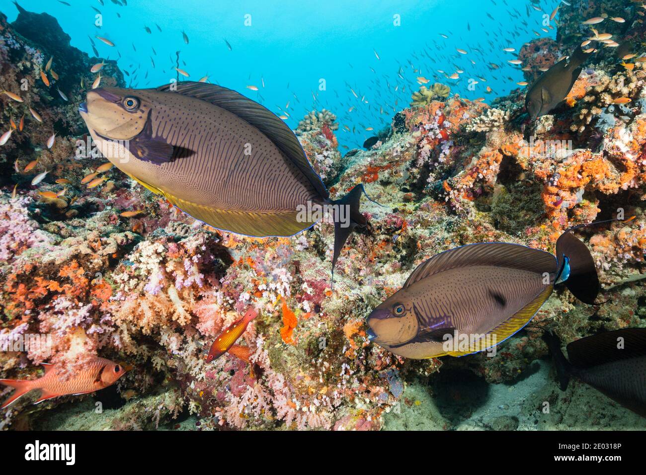Bignose-Einhornfisch, Naso vlamingii, Süd-Male-Atoll, Indischer Ozean, Malediven Stockfoto