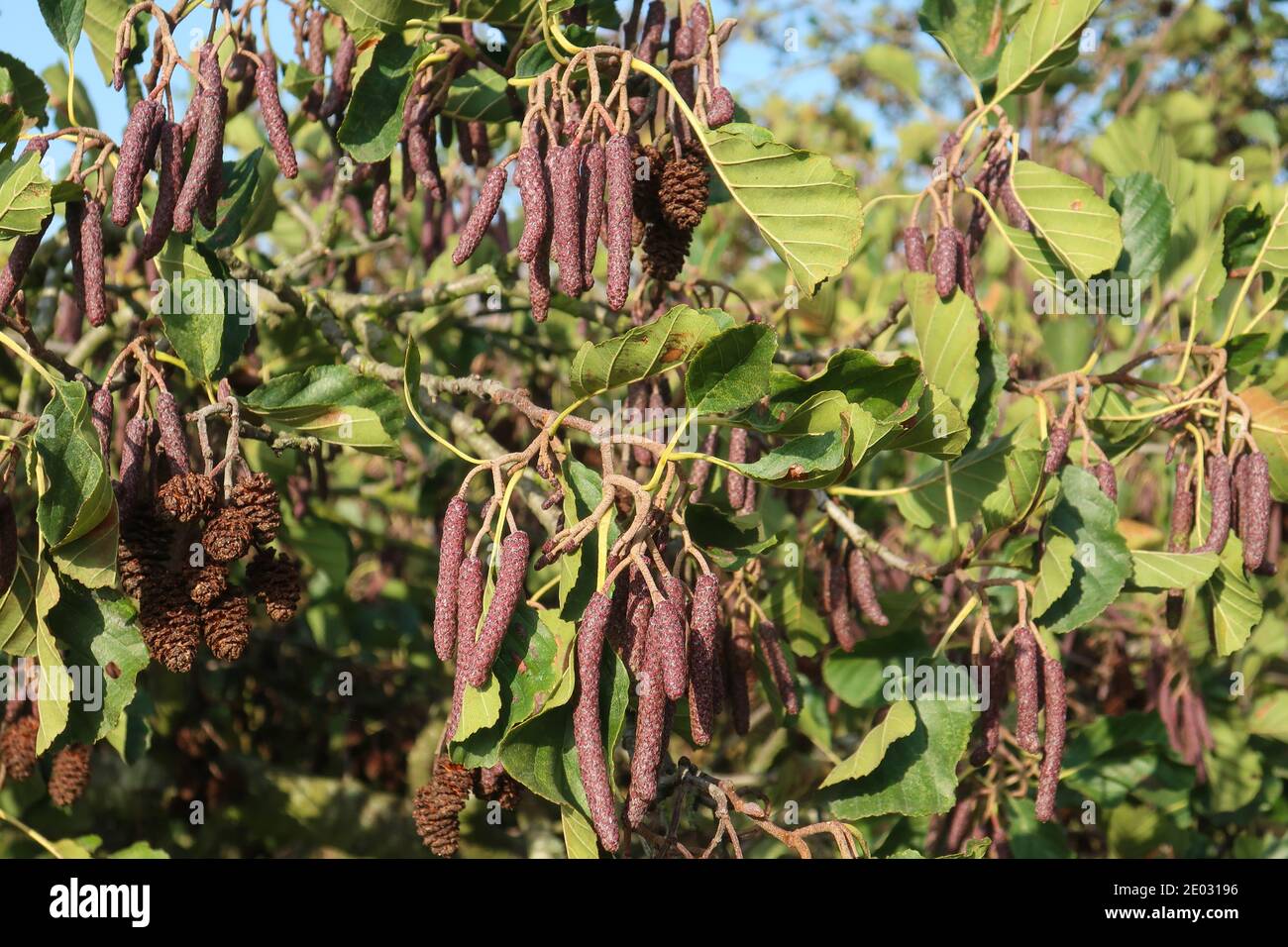 Die männlichen und weiblichen Kätzchen und Zapfen auf Erlenbäumen (Alnus glutinosa) im Winter, Walsworth Common, Hitchin, Hertfordshire, England Stockfoto