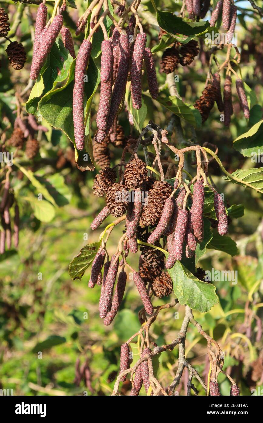 Die männlichen und weiblichen Kätzchen und Zapfen auf Erlenbäumen (Alnus glutinosa) im Winter, Walsworth Common, Hitchin, Hertfordshire, England Stockfoto